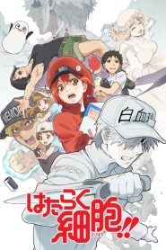 Hataraku Saibou Temporada 2