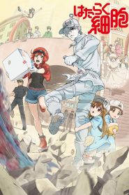 Hataraku Saibou Temporada 1